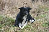 BORDER COLLIE 1486